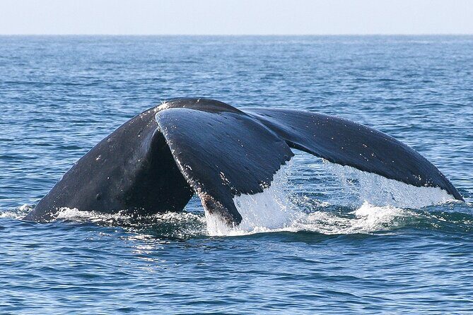 Sunset Whale Watching in San Jose del Cabo - In-Depth Look at the Sunset Whale Watching Tour