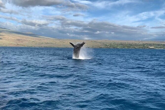 Sunset Whale Watching Shared Activity - Discovering Hawaii’s Whale Sanctuary: A Dive Into the Sunset Whale Watching Tour