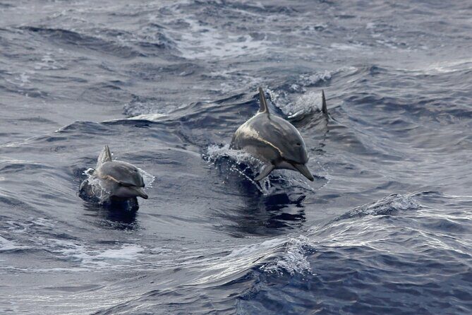 Sunset Whale Watching Shared Activity - What Past Travelers Have Said