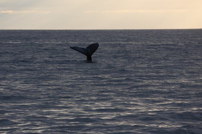 Sunset Whale Watching Shared Activity - Who Will Love This Tour?