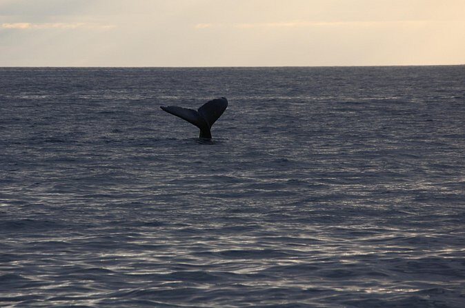 Sunset Whale Watching Shared Activity - FAQs