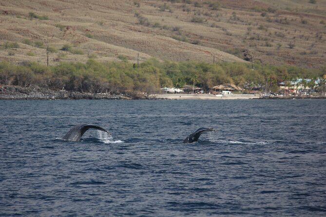 Sunset Whale Watching Shared Activity - Final Thoughts