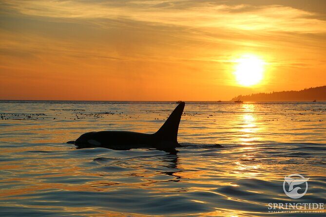 Sunset Zodiac Tour - What the Tour Includes and How It Works