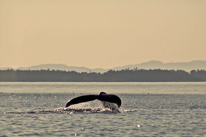 Sunset Zodiac Tour - The Sum Up