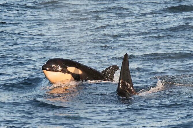 Sunset Zodiac Tour - FAQ