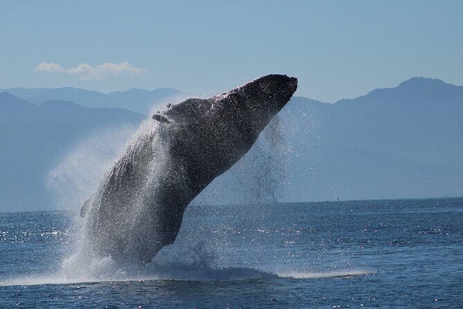 Sunsets and Whales Mega Yachts ALL INCLUSIVE: Puerto Vallarta - The Experience in Detail