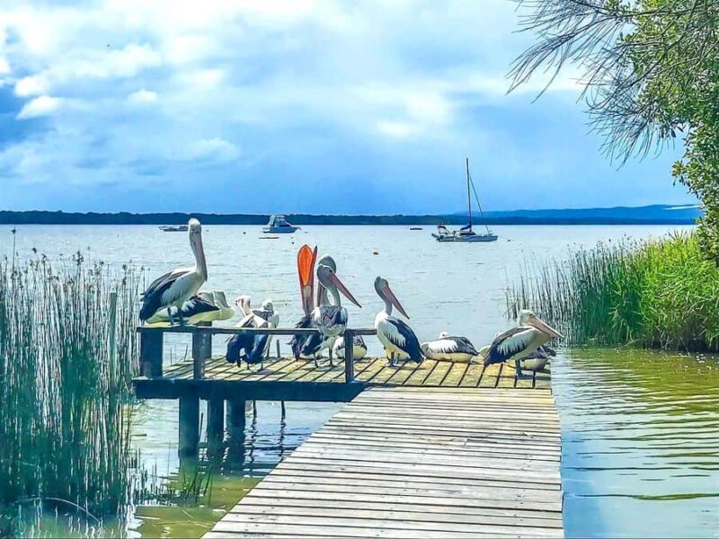 Sunshine Coast: Noosa Everglades, Hinterland & Boat Cruise - Is It Worth the Price?