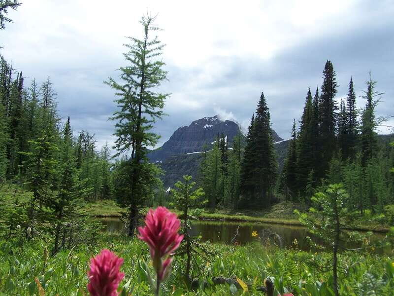 Sunshine Meadows Daily Guided Hike with Gondola - Who Should Consider This Tour?