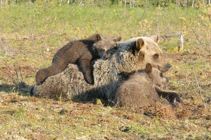 Suomussalmi, Finland: Bear Watching and photography night - Key Points