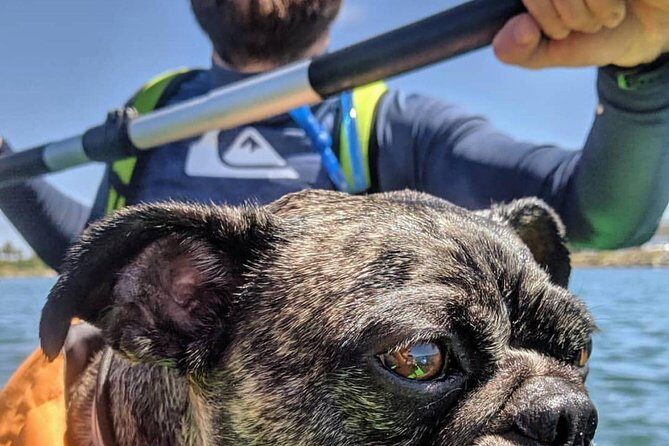 SUP Rental - Exploring the SUP Rental Experience in San Diego