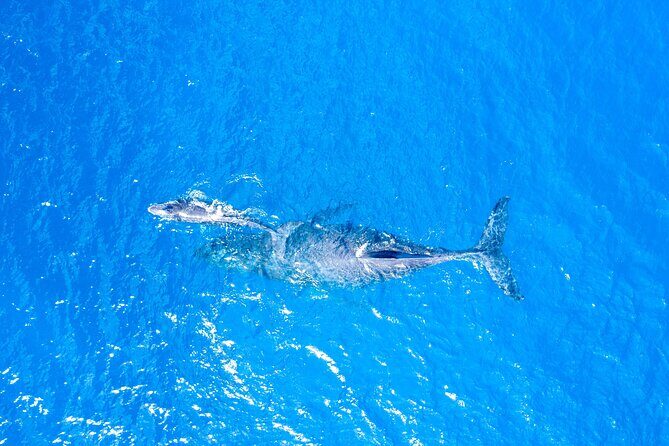 Super Raft - Private Charter Maui 3 Hour Snorkel to Coral Gardens or Molokini - Who Is This Tour Best For?