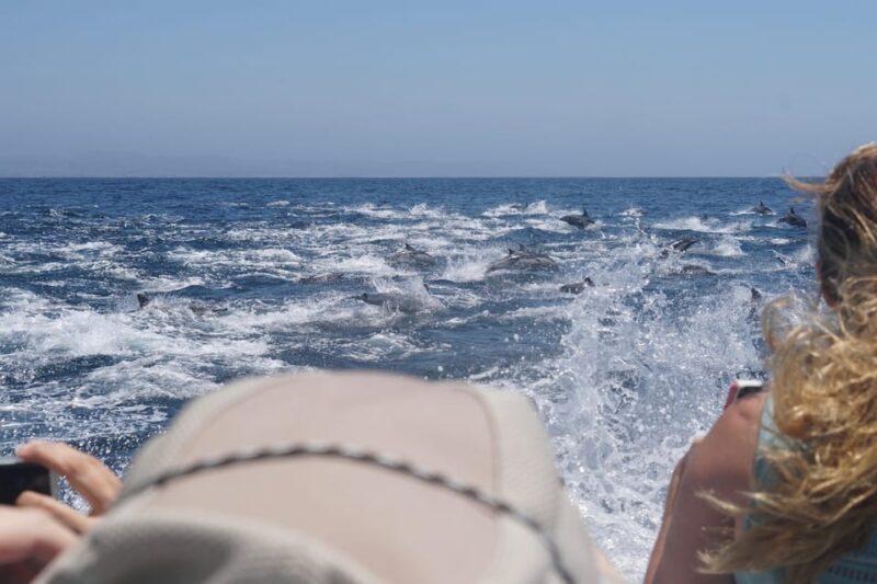 Superior 2hr Private Whale & Dolphin Watching Newport Beach - What You Can Expect During the Tour