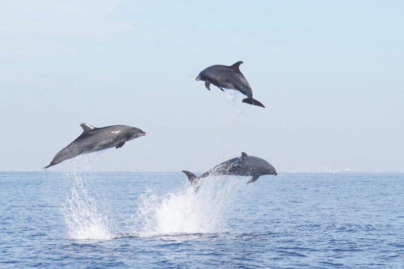 Superior 2hr Private Whale & Dolphin Watching Newport Beach - Comfort and Technology