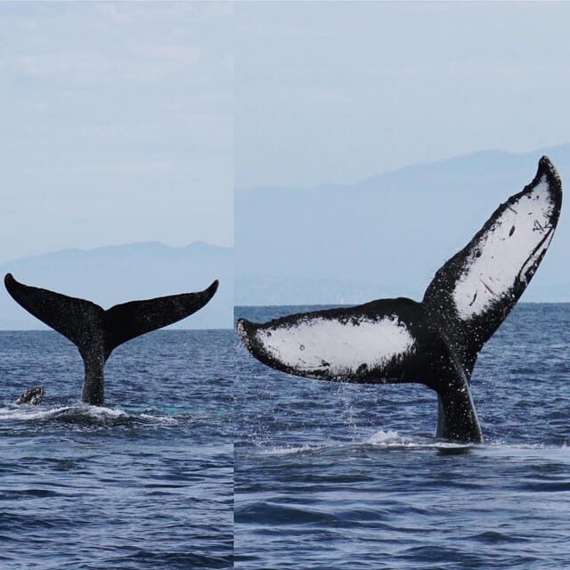 Superior 2hr Private Whale & Dolphin Watching Newport Beach - Price and Value