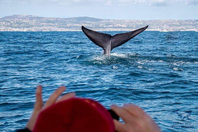 Supreme 2hr Whale/Dolphin Watching Newport Beach, 6 person max - Why Choose the Supreme 2hr Whale and Dolphin Watching Tour?
