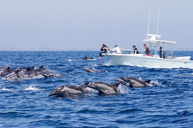 Supreme 2hr Whale/Dolphin Watching Newport Beach, 6 person max - Practical Details: Price, Duration, and Booking