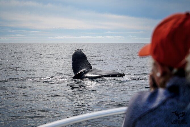 Supreme 2hr Whale/Dolphin Watching Newport Beach, 6 person max - Final Thoughts: Is This Tour for You?