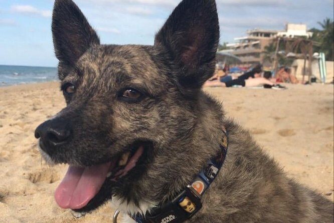 Surf lessons in Puerto Vallarta and Nayarit - Price and Value