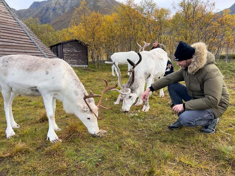 Svolvær: Sami Culture and Reindeer Experience - Svolvær: Sami Culture and Reindeer Experience – A Close-Up Look