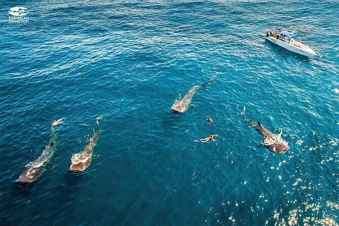 Swim Adventure with Whale Sharks in the Caribbean Sea from Riviera Maya & Cancún - What to Expect from the Tour