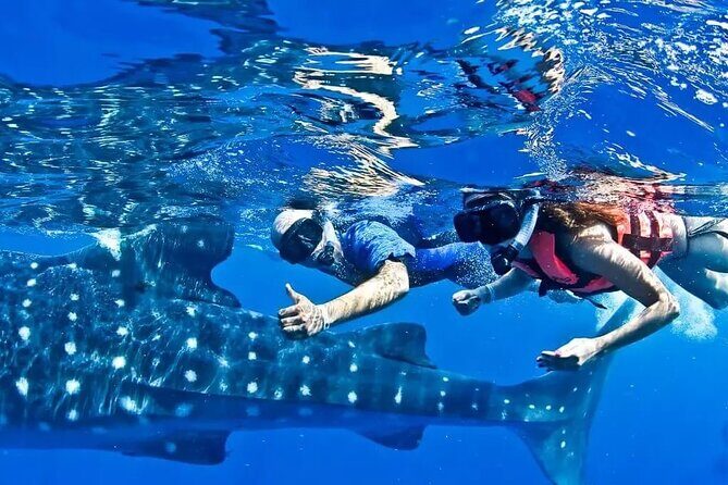 Swim Adventure with Whale Sharks in the Caribbean Sea from Riviera Maya & Cancún - The Bottom Line