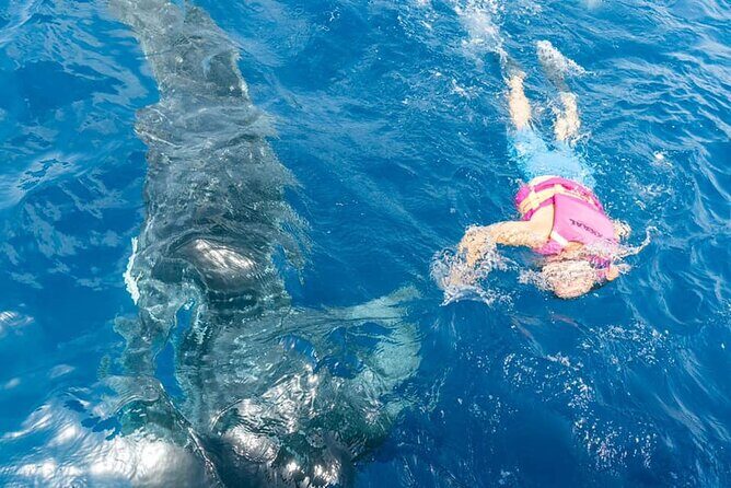 Swim Adventure with Whale Sharks in the Caribbean Sea from Riviera Maya & Cancún - FAQs