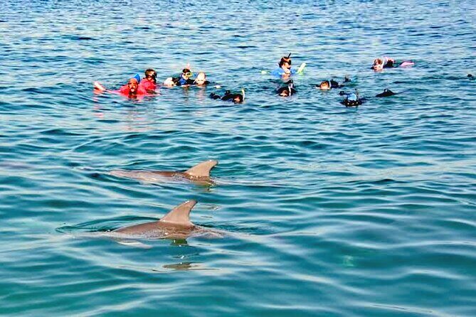 Swim and Paddle Board with Wild Dolphin Pods in Puerto Vallarta - Final Thoughts