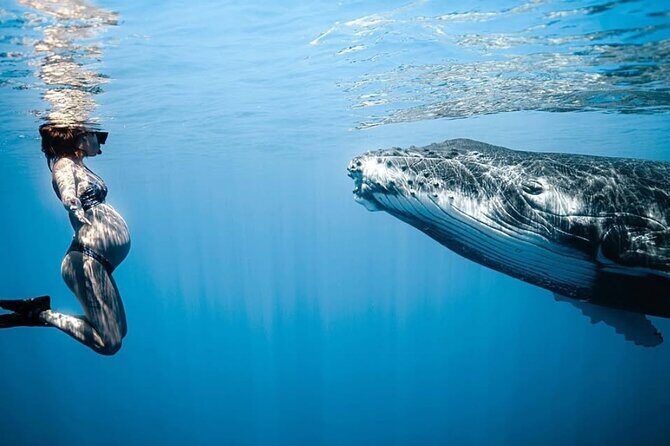 Swim in Moorea with Humpback Whales and More - What to Expect on This Moorea Whale Swim Tour
