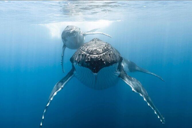 Swim in Moorea with Humpback Whales and More - FAQs