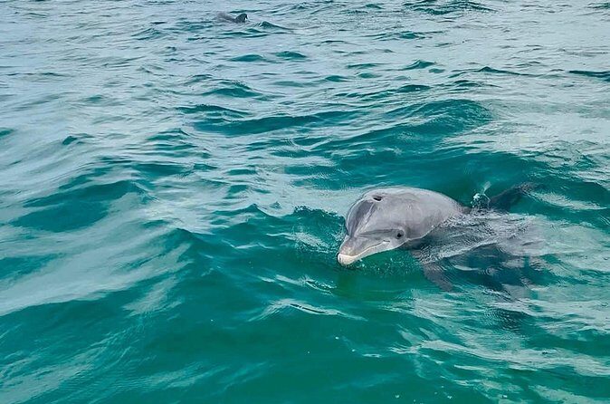Swim with Dolphins And Snorkeling Group Tour - Who Is This Tour Best For?