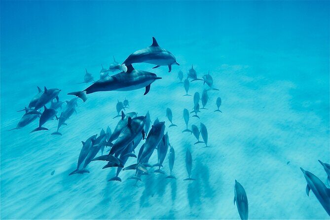 Swim with Dolphins on the West Coast of Oahu - Key Points