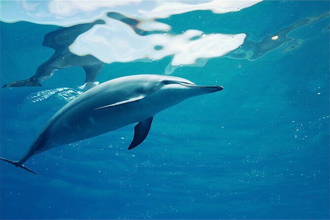 Swim with Dolphins on the West Coast of Oahu - Price and Value