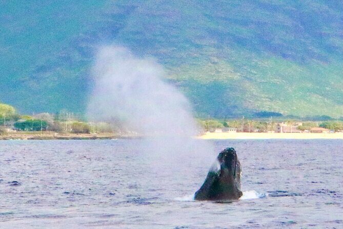 Swim with Dolphins on the West Coast of Oahu - Frequently Asked Questions