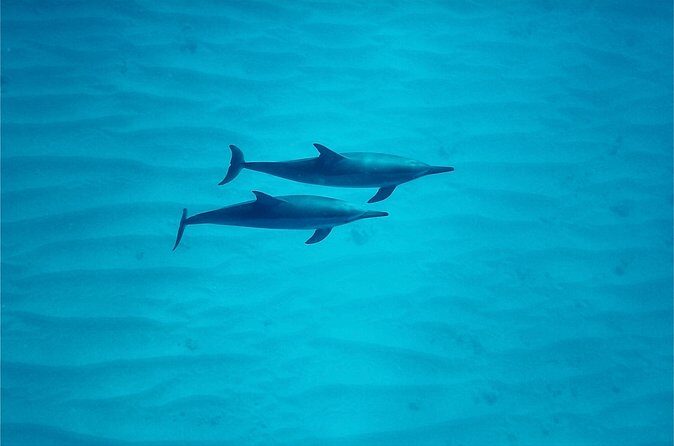 Swim with Dolphins on the West Coast of Oahu - Final Thoughts
