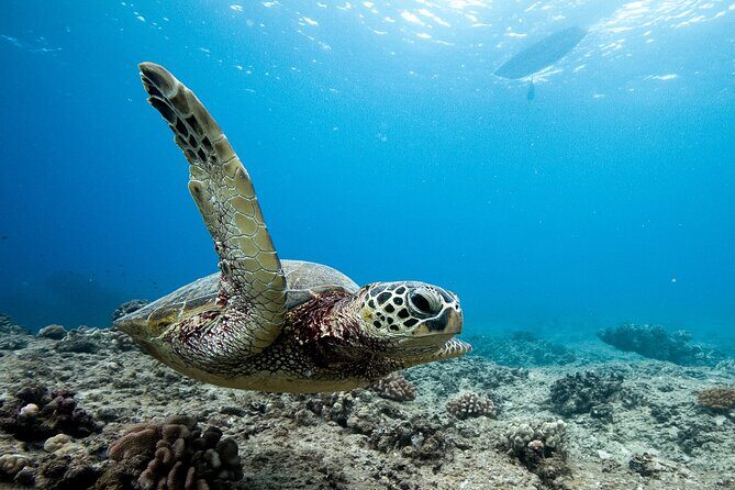 Swim With Dolphins & Turtles in West Oahu (Semi-Private Tours) - Why the Small Group Matters