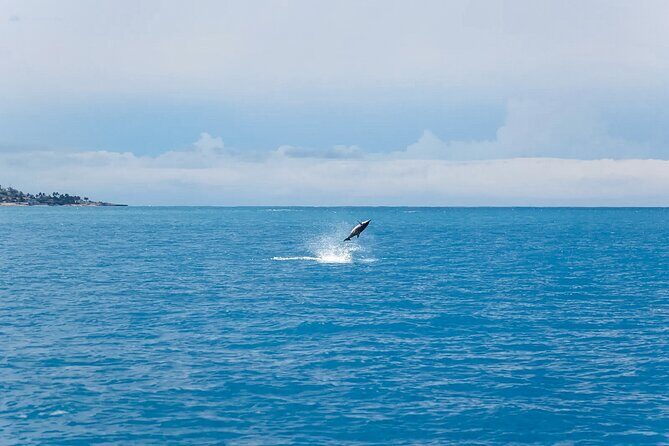 Swim With Dolphins & Turtles in West Oahu (Semi-Private Tours) - How the Experience Feels