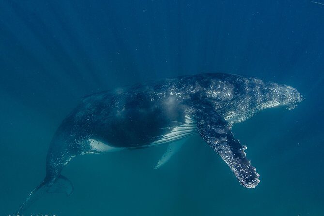 Swim with Humpback Whales - Ningaloo Reef - 3 Islands Whale Shark Dive - Would We Recommend This Tour?