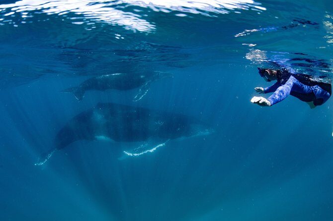 Swim with Humpback Whales - Ningaloo Reef - 3 Islands Whale Shark Dive - The Downsides