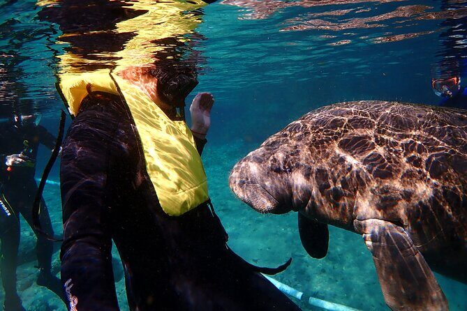 Swim with Manatees: Eco-Educational Tour in Crystal River - Key Points