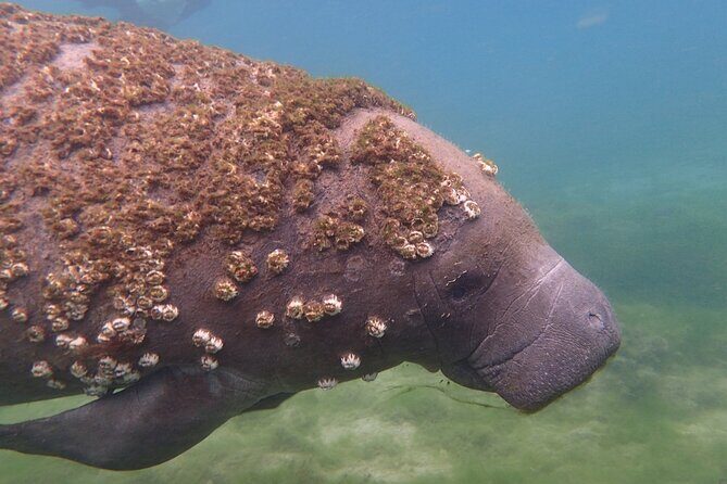 Swim with Manatees: Eco-Educational Tour in Crystal River - What to Expect from the Crystal River Manatee Tour