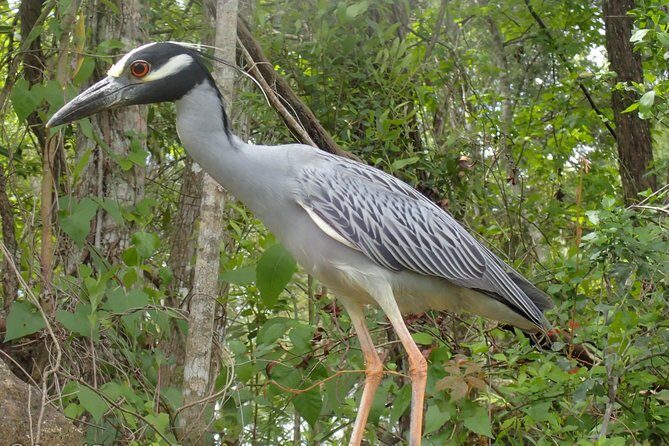 Swim with Manatees: Eco-Educational Tour in Crystal River - Who Should Consider This Tour?