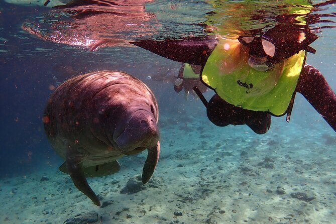 Swim with Manatees: Eco-Educational Tour in Crystal River - Final Thoughts