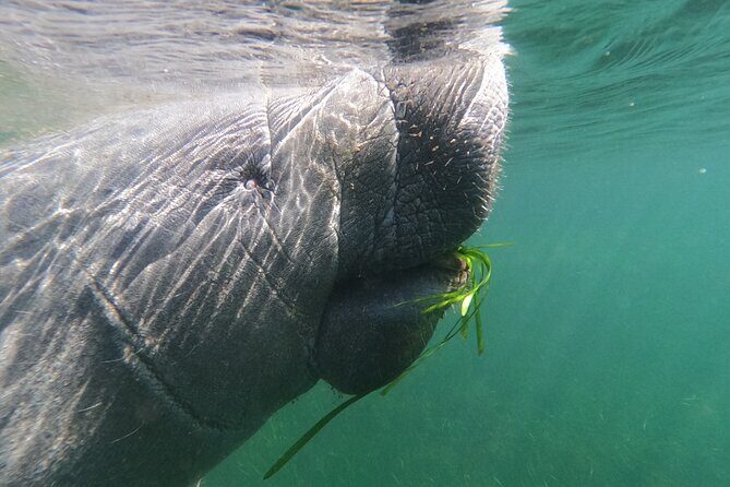 Swim With Manatees-Private Tour with In Water Guide/Photographer - What Makes This Tour Stand Out?
