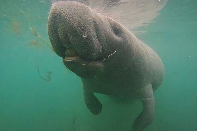 Swim With Manatees-Private Tour with In Water Guide/Photographer - What Are the Downsides?