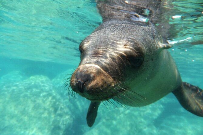 Swim with Sea Lions in La Paz - Key Points