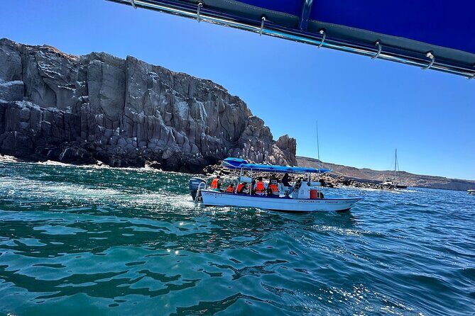 Swim with Sea Lions in La Paz - What to Expect on Your La Paz Sea Lion Adventure