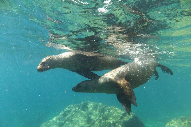 Swim with Sea Lions in La Paz - Who Should Consider This Tour?