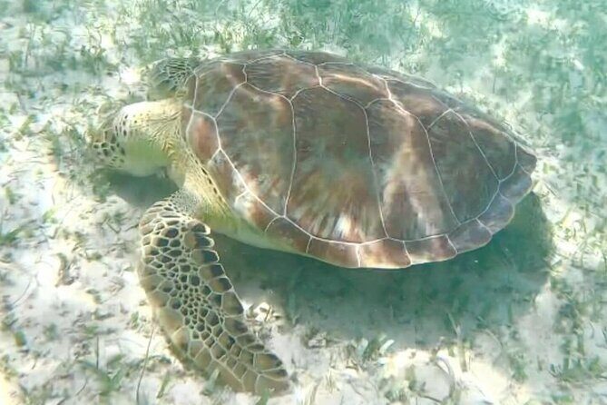 Swim with Sea Turtles in Akumal Plus Visit and Swim in a Cenote - Final Thoughts