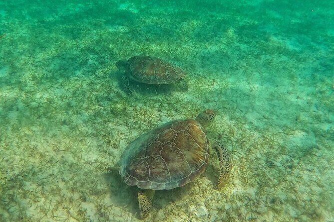 Swim with Sea Turtles in Akumal Plus Visit and Swim in a Cenote - FAQ
