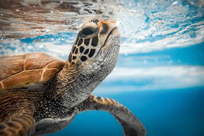 Swim With The Turtles Rarotonga - Key Points
